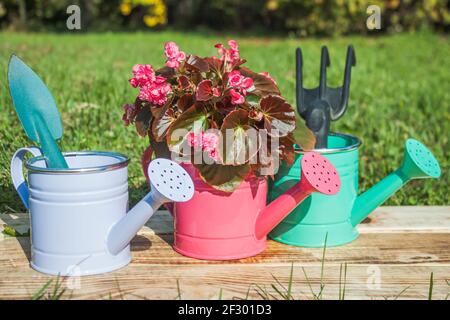 Three decorative watering cans stand on burnt boards against a background of grass. In one there is a Begonia flower, in the other there is a spatula, Stock Photo
