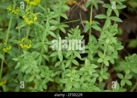 Cruciata laevipes yellow inflorescence Stock Photo