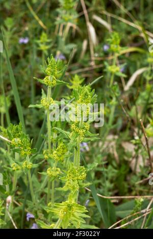 Cruciata laevipes yellow inflorescence Stock Photo