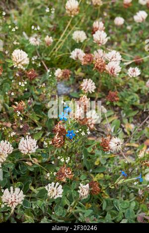 Gentiana nivalis blue flowers Stock Photo