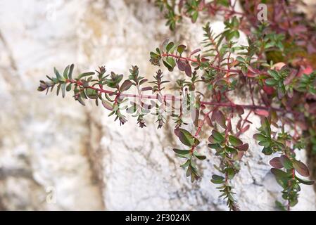 Hypericum perforatum fresh plant Stock Photo
