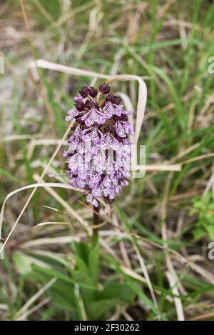 Orchis purpurea plant in bloom Stock Photo