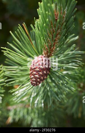 Pinus mugo cone close up Stock Photo