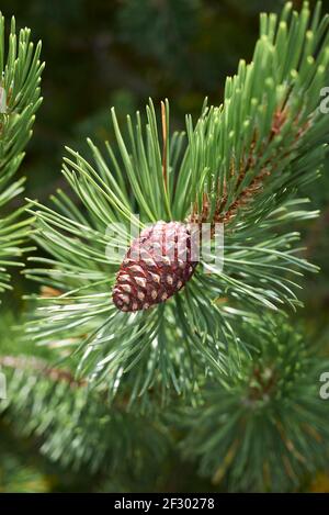 Pinus mugo cone close up Stock Photo