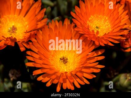 Three bright orange flowers of Mesembryanthemum, Pigface Orange succulent, native to Australia. Australian private garden. Stock Photo