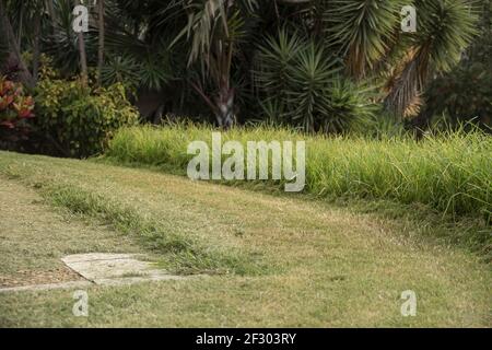 Cutting an overgrown private garden lawn of thick green grass. Tall grass and short mown area in contrast. Summer in Australia. Stock Photo