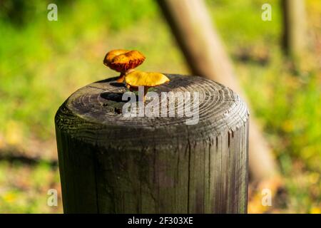 Mushrooms growing on a pole. Stock Photo
