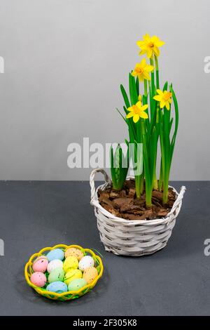 Yellow daffodils with bulbs in a large pot with eggs for Easter on the background of a gray wall. Place for an inscription. Stock Photo