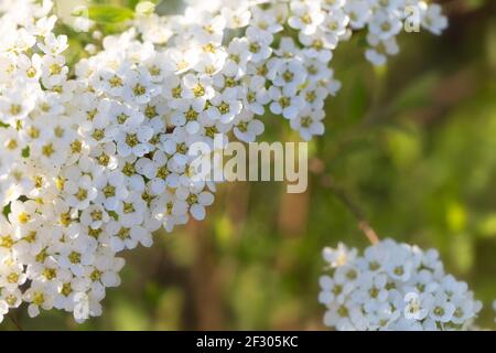 Spring flowering bush of spirea with white small flowers close-up. Abstract spring blossom background Stock Photo