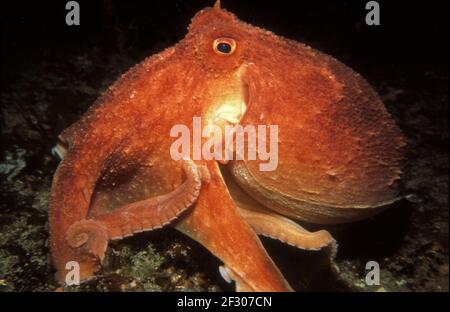Curled octopus (Eledone cirrhosa) on a rock seabed, UK. Stock Photo