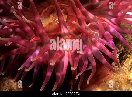 Dahlia anemone (Urticina felina) closeup of tentacles and mouth, UK. Stock Photo