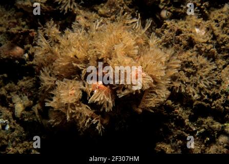 Scorpion spider crab (Inachus dorsettensis) almost fully camouflaged by a sea mat, UK. Stock Photo