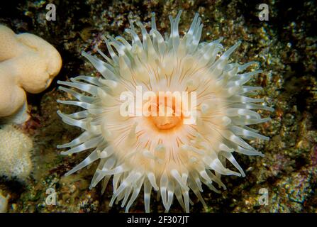 Dahlia anemone (Urticina felina) attached to a rock face, UK. Stock Photo