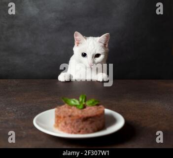 white cat (Khao Manee) looking at a plate of cat food. close-up. copy space Stock Photo