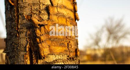 Old tree trunk with scrubbing bark in sunny garden. Stock Photo