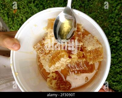 Harvesting honeycomb and honey Stock Photo