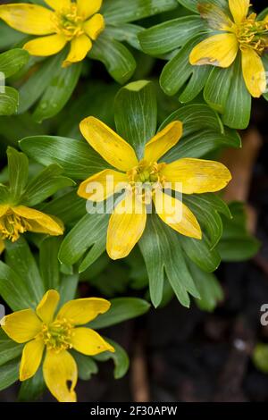 Late flowers of the Winter Aconites Eranthis hyemalis in flower in a garden in February, North Yorkshire, England, United Kingdom Stock Photo