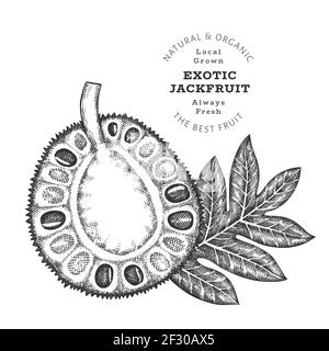 Hand drawn sketch style jackfruit. Organic fresh food vector illustration isolated on white background. Retro exotic fruit illustration. Engraved bota Stock Vector