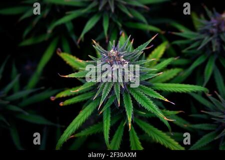 ripe hemp buds with green leaves and purple tops on a black background Stock Photo