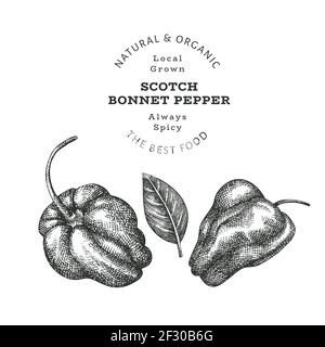 Hand drawn sketch style scotch bonnet pepper. Organic fresh food vector illustration isolated on white background. Retro plant illustration. Engraved Stock Vector