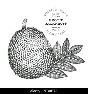 Hand drawn sketch style jackfruit. Organic fresh food vector illustration isolated on white background. Retro exotic fruit illustration. Engraved bota Stock Vector