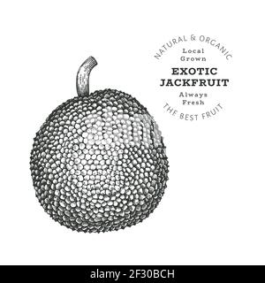 Hand drawn sketch style jackfruit. Organic fresh food vector illustration isolated on white background. Retro exotic fruit illustration. Engraved bota Stock Vector