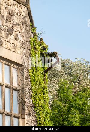 Old gothic style gargoyle water spout Stock Photo