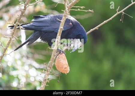 Rook demonstrating intelligence by pulling up a fat filled coconut with its beak so it could reach it and then holding it steady with its claws - UK Stock Photo