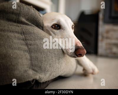 A closeup of the face of funny white greyhound dog lying on a gray bed in the house Stock Photo