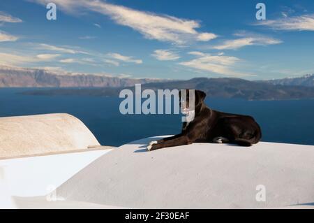 A dog on the roof of a house in Oia, on the island of Santorini in Greece, observes the view. In the background are the caldera and the blue sky. Stock Photo