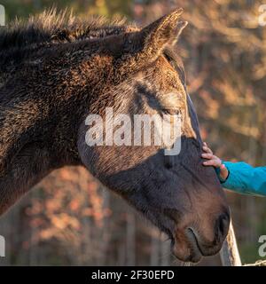 Hand caressing horse. Horse in the field. Care with love. Switzerland. Friendship. Stock Photo