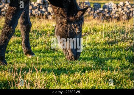 Blind horse. Eye cataract. One horse grazing on the meadow in sunny day in Switzerland. Unhealthy and ill. Stock Photo