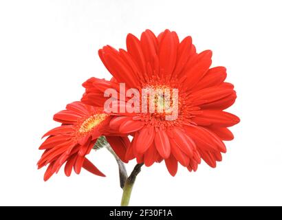 Gerbera flower isolated on white Stock Photo