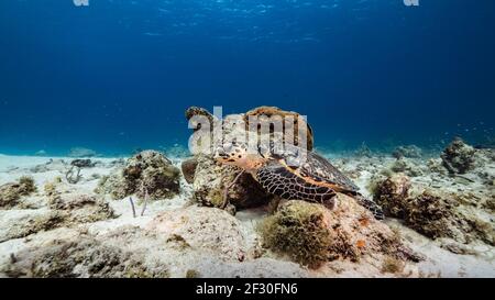 Hawksbill Sea Turtle  in coral reef of Caribbean Sea, Curacao