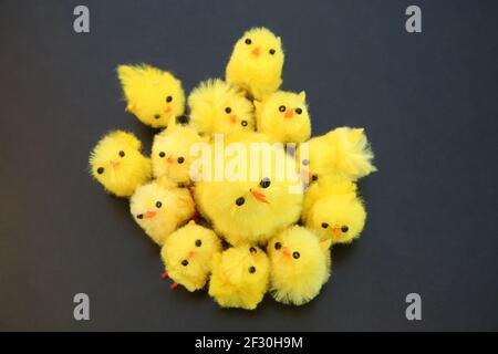 Yellow fluffy baby chicks for Easter cake decorations ready for easter against a dark background. Stock Photo