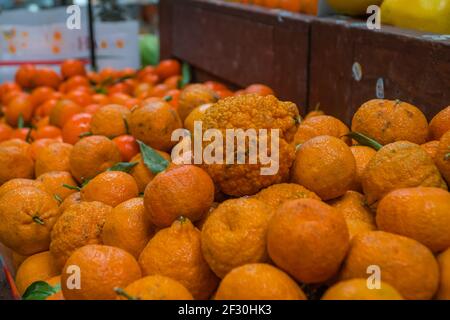 Display of oranges in grocery store including tangerines and a sumo orange. Stock Photo
