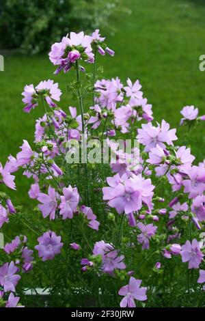 MALVA MOSCHATA Musk Mallow Stock Photo