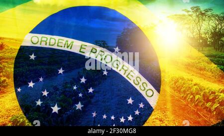 Brazil flag double exposure to coffee. Agriculture concept image of farm field coffee sprouts beans. Stock Photo