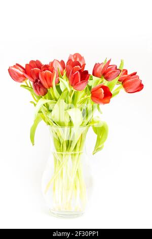 Red tulips bouquet on a white background, high key Stock Photo