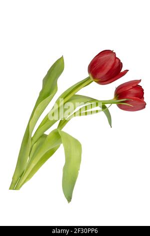 Two red tulips isolated on a white background Stock Photo
