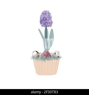 Blue hyacinth in pot isolated on white background decorated with quail eggs and moss. Bulb spring flower vector illustration, Easter design element Stock Vector
