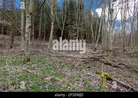 Traditional Coppicing /Tree Felling Taking Part In Forest Area Of South Derbyshire Countryside England Stock Photo