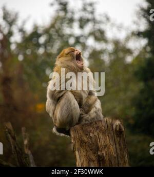 Yawning ape sitting on top of a dead tree Stock Photo