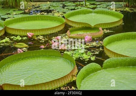 Victoria cruziana or Santa Cruz giant water lily, native to South America. Stock Photo