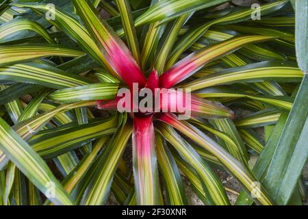 Beautiful bromeliad, (neoregelia carolinae), native to Brazil. Stock Photo