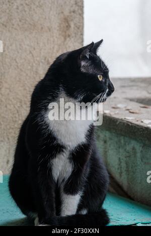 Tuxedo black and white cat looking out the window Stock Photo - Alamy