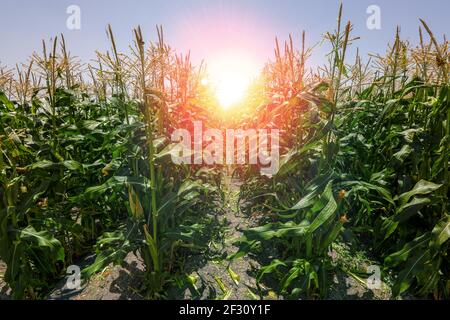 Maize Corn agriculture field. Cob Corn field. Stock Photo