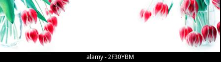 Mother's Day background with pink tulips isolated on white . Stock Photo