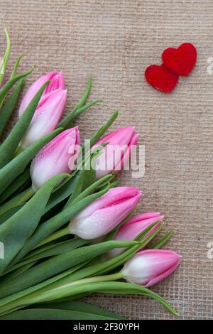 Pink tulips and red hearts isolated on a cloth background. Stock Photo