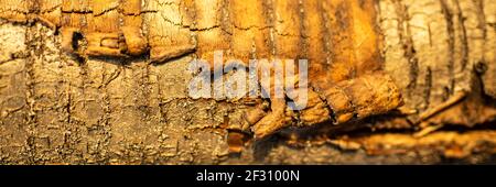 Closeup tree trunk of sweet cherry with scrubbing bark. Stock Photo
